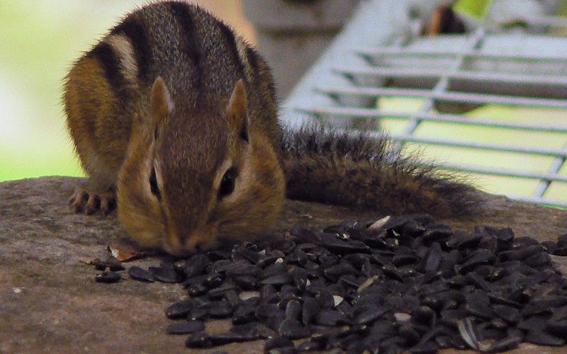 Hoarding nuts Stealing from the birds